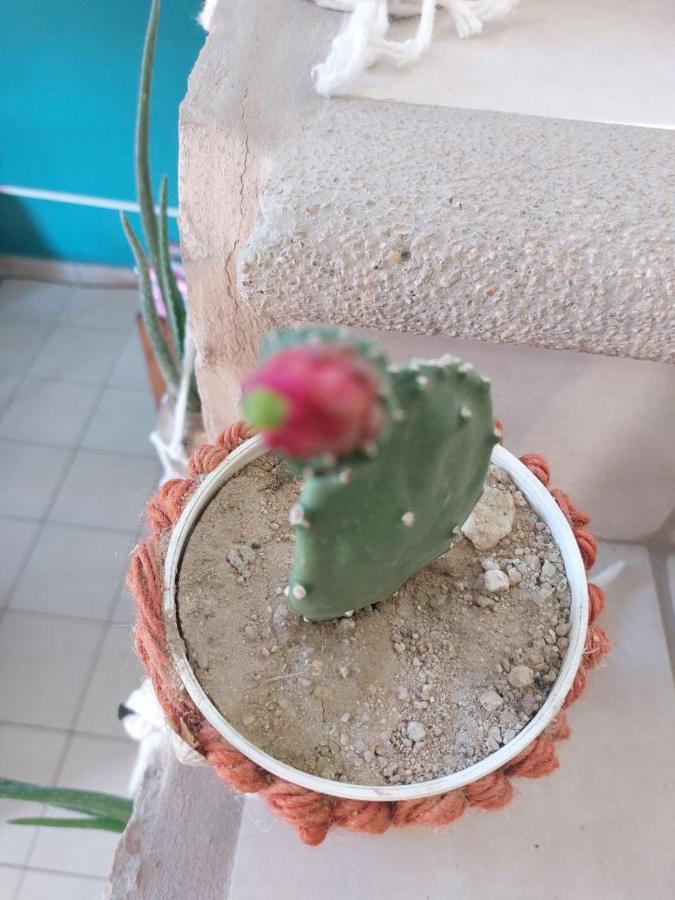 Cho Ku Rei Hostal San José del Cabo Kültér fotó