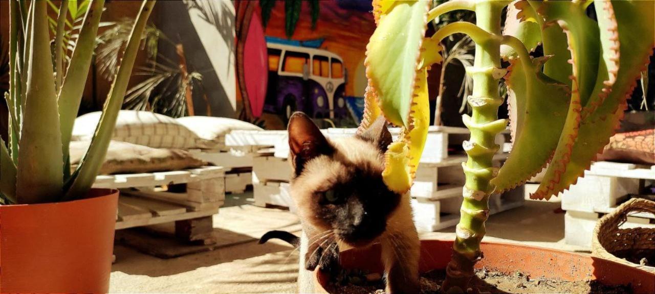 Cho Ku Rei Hostal San José del Cabo Kültér fotó